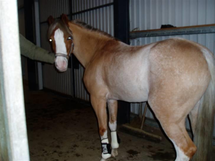 Welsh Pony (sec B) Bastiaan - heyy hvad sker der der omme?<3<3<3<3<3<3<3<3<3<3<3 billede 4