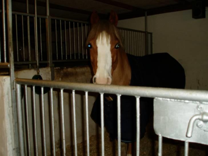 Welsh Pony (sec B) Bastiaan - heyy kommer min nye ejer ny?<3<3<3<3<3<3<3<3<3 billede 5
