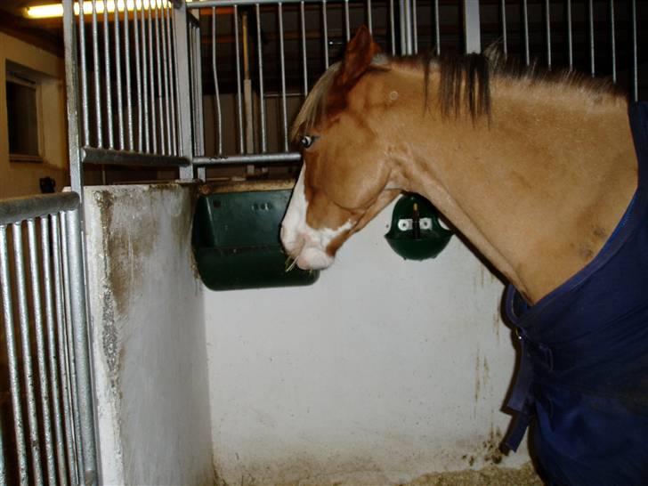 Welsh Pony (sec B) Bastiaan - heyyy skal vi ikke lige kigge et smut fordi krybben?<3<3<3<3<3<3<3 billede 6