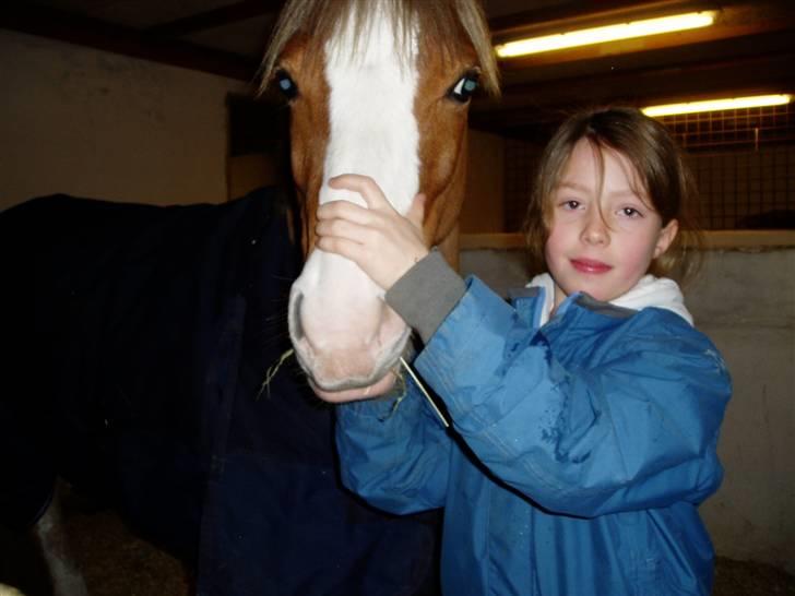 Welsh Pony (sec B) Bastiaan - jeg er nød til at holde lidt styer på den lille guldklumb<3<3<3<3<3<3<3<3 billede 7