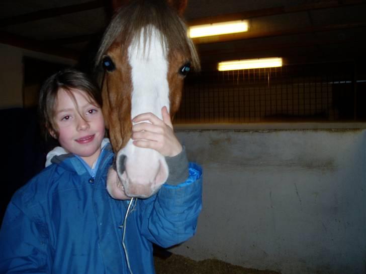 Welsh Pony (sec B) Bastiaan - Jeg bor rigtig varmt og godt i min nye stald<3<3<3<3<3 billede 8