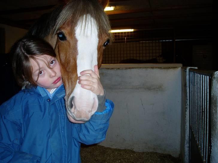 Welsh Pony (sec B) Bastiaan - hmm hvor er du sød du min 4-ever<3<3<3<3<3 billede 9