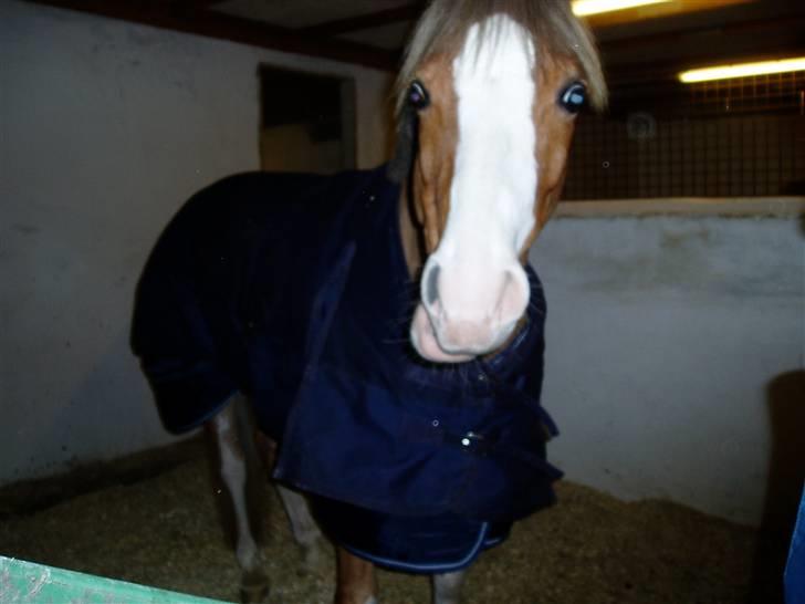Welsh Pony (sec B) Bastiaan - Det er rigtig dejligt med noget hø<3<3<3<3 billede 11