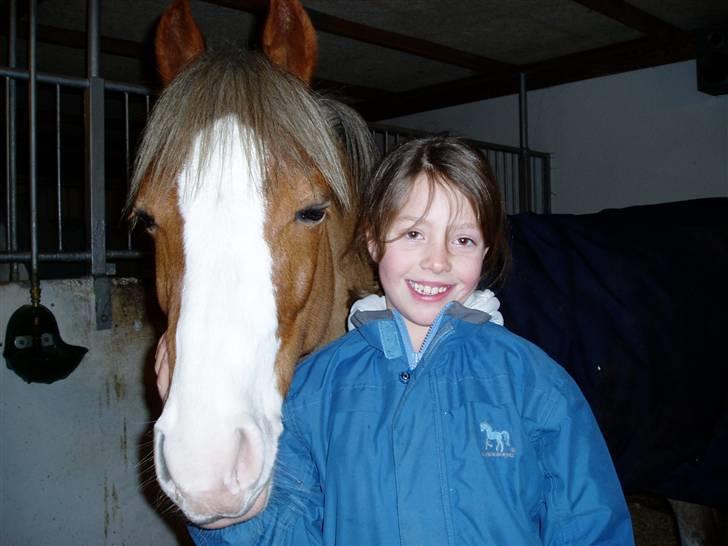 Welsh Pony (sec B) Bastiaan - Det er faktisk rigtig hyggeligt det her<3<3<3<3<3<3 billede 12
