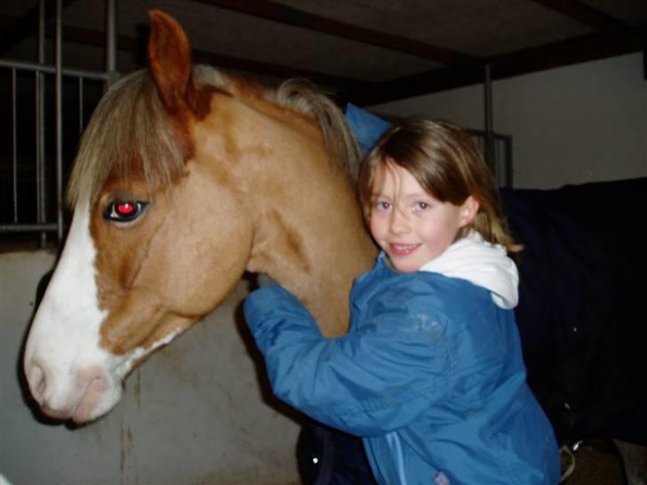 Welsh Pony (sec B) Bastiaan - heyyy bliv lige her makker<3<3<3<3<3<3 billede 13