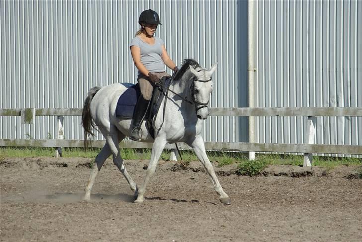 Anden særlig race Juwel | SOLGT| - Foto: Annika Mørum billede 2