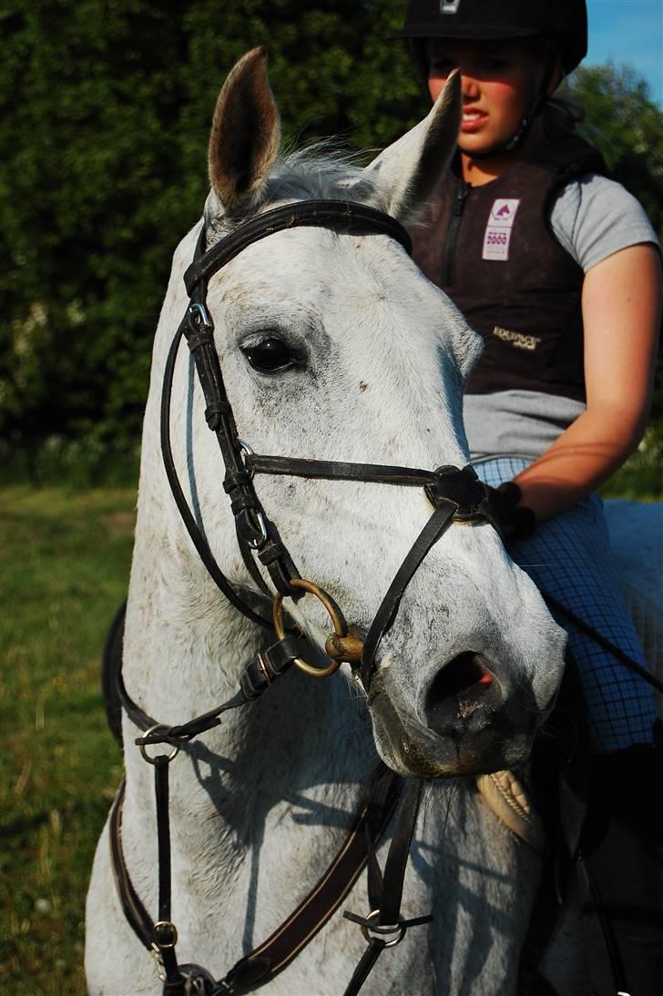 Anden særlig race Juwel | SOLGT| - Foto: Annika Mørum billede 3