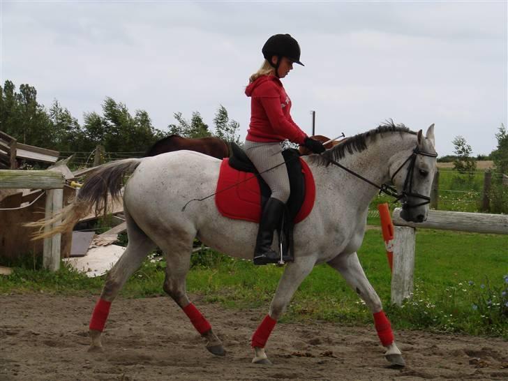 Anden særlig race Juwel | SOLGT| - Foto: Annika Mørum billede 4