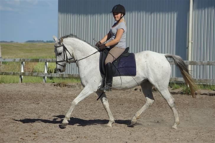 Anden særlig race Juwel | SOLGT| - Foto: Annika Mørum billede 6