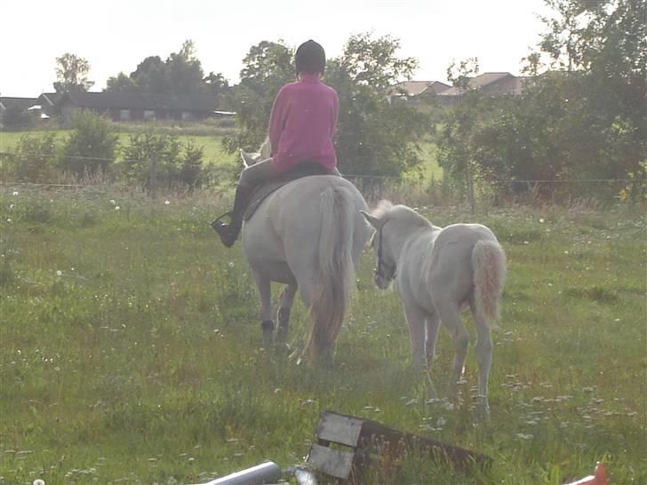 Fjordhest Lajla godthaab  - billeder fået af gammel ejer  billede 10
