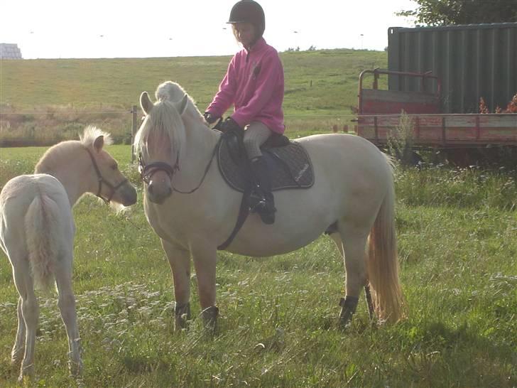 Fjordhest Lajla godthaab  - tak til chrastina fra godthaab  billede 11