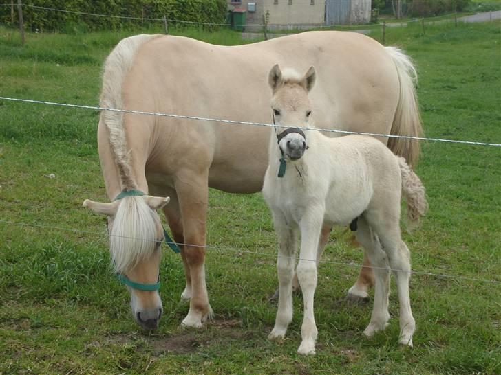 Fjordhest Lajla godthaab  - lejla med agent 07  billede 12