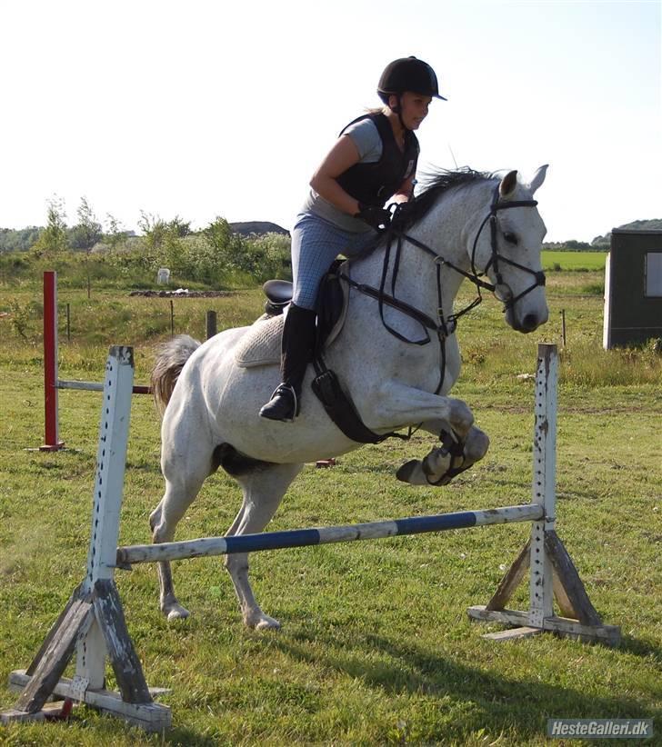 Anden særlig race Juwel | SOLGT| - Foto: Annika Mørum billede 8