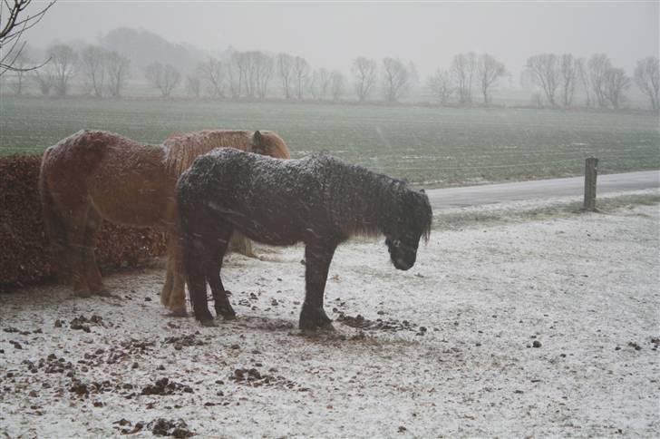Islænder "¤"assa fra vikærslund"¤" - uhh det sner men vi vil gerne være ude billede 12