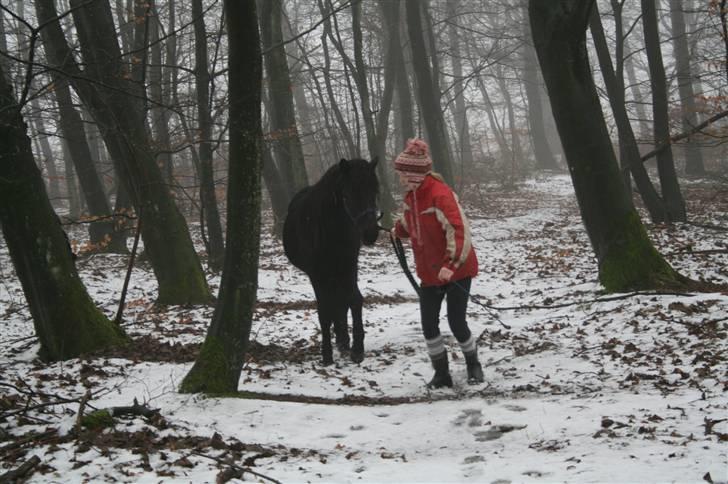 Islænder "¤"assa fra vikærslund"¤" - mig og cille billede 13