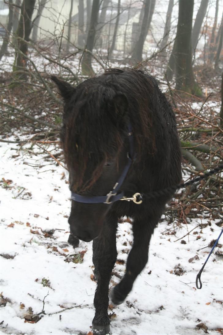 Islænder "¤"assa fra vikærslund"¤" - her er jeg billede 14