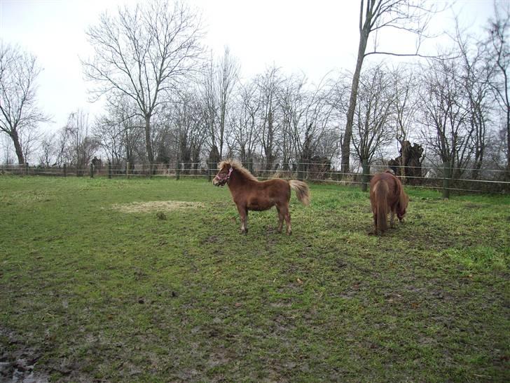 Shetlænder Kærbygaards Nuggi *Trunte - nuggi & frida :) billede 8