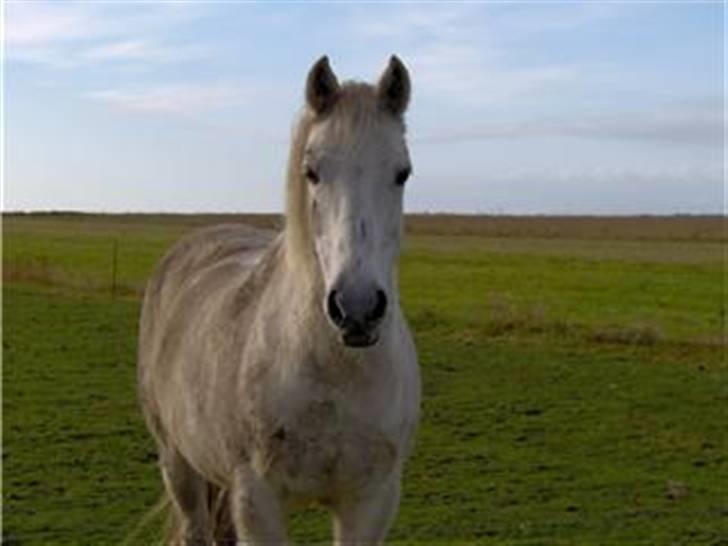 Welsh Pony af Cob-type (sec C) Capri billede 1
