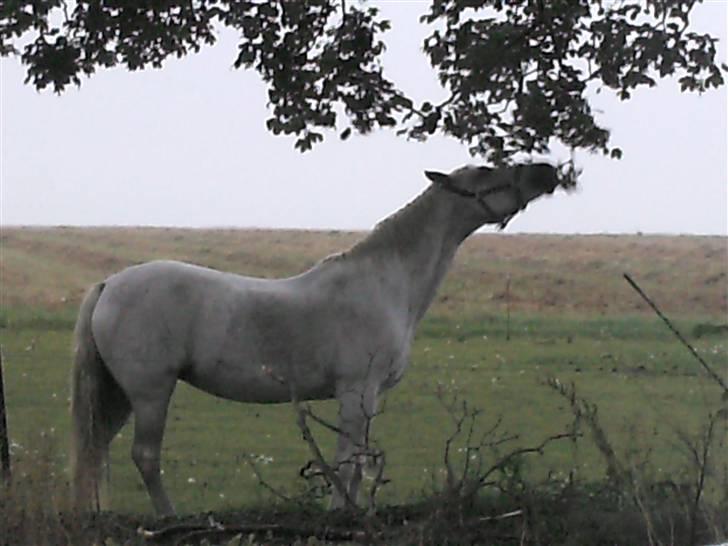 Welsh Pony af Cob-type (sec C) Capri billede 2