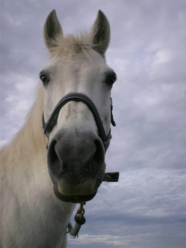 Welsh Pony af Cob-type (sec C) Capri billede 3