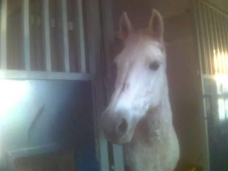 Welsh Pony af Cob-type (sec C) Capri billede 4