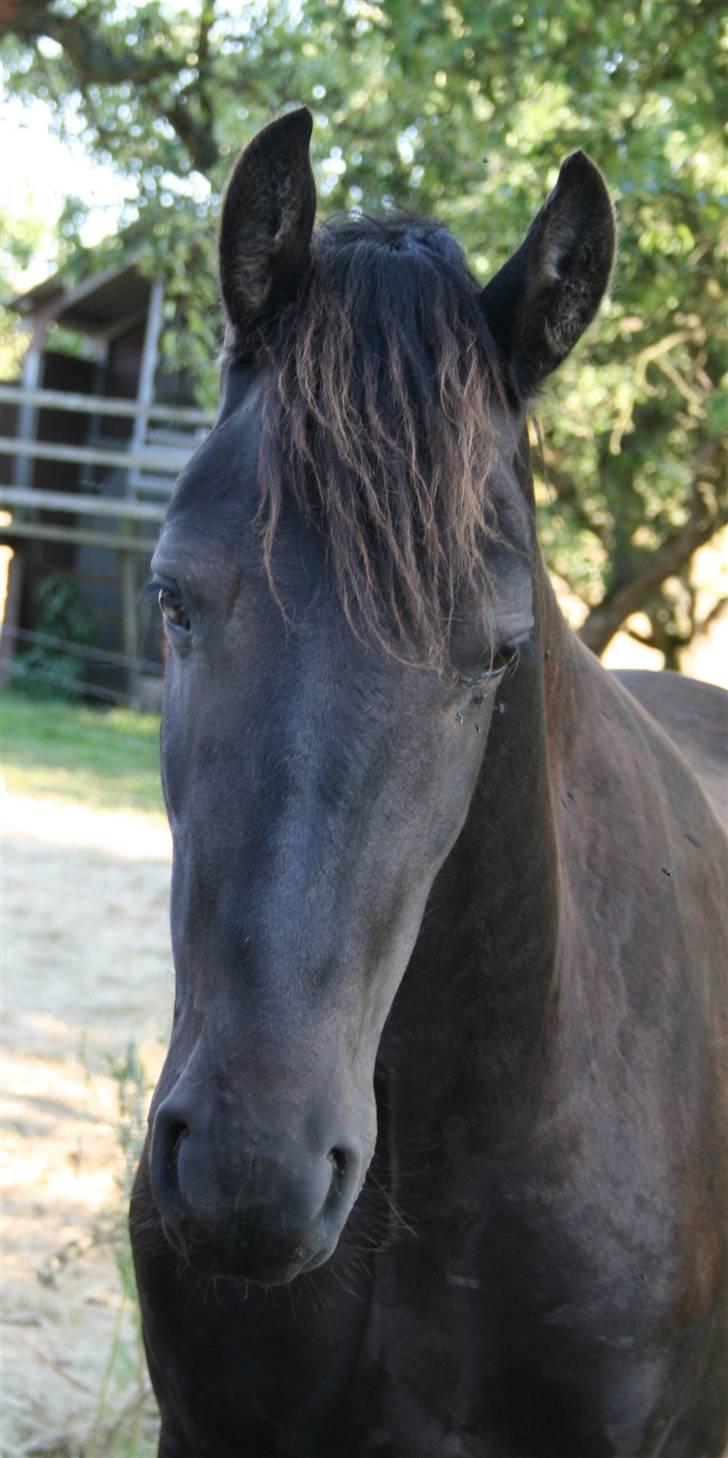 Anden særlig race Mokka Safir - Mokka min skat :) Foto: Anna Krab Henningsen billede 2