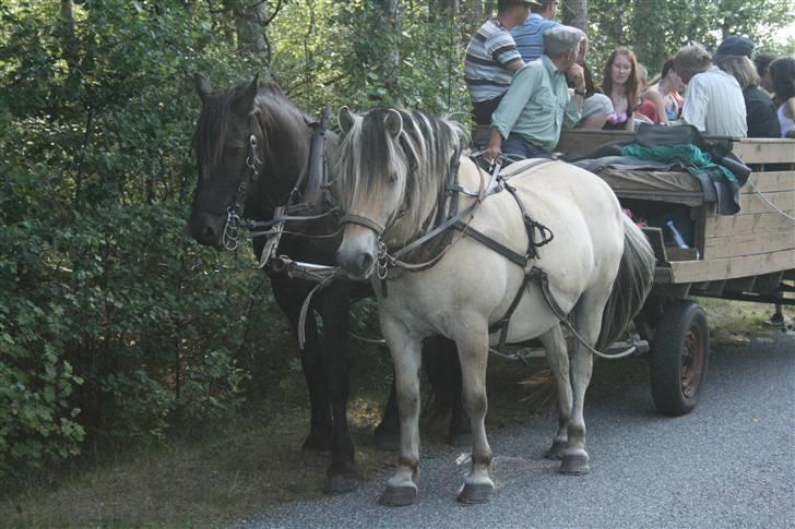 Anden særlig race Mokka Safir - Mokka og Samson, Krogbækgaards firmatur  2009 billede 3