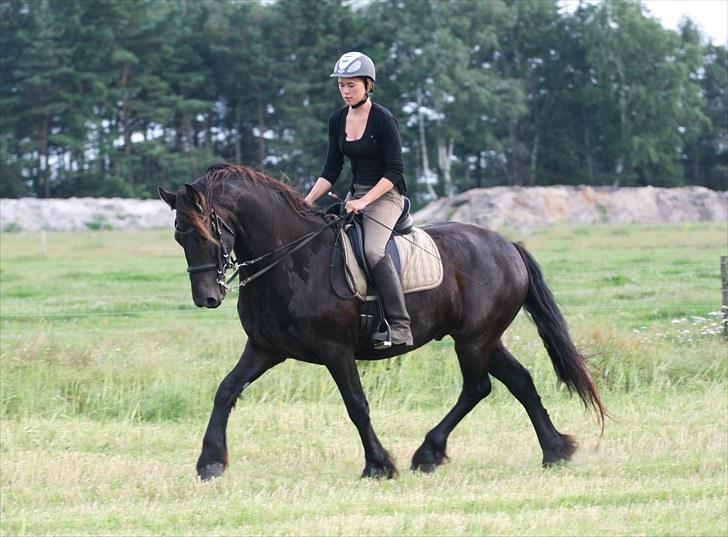 Anden særlig race Mokka Safir - Dressur d. 20 juli 2010 billede 5