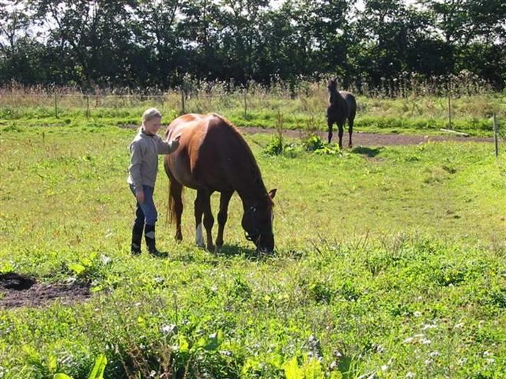 Anden særlig race Cassiopia (rider ikk mer) billede 1