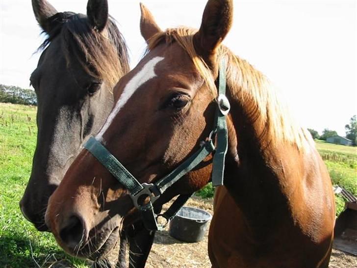 Anden særlig race Cassiopia (rider ikk mer) - Her er hun igen med hendes gode ven fejkje i baggrunden.=) billede 2