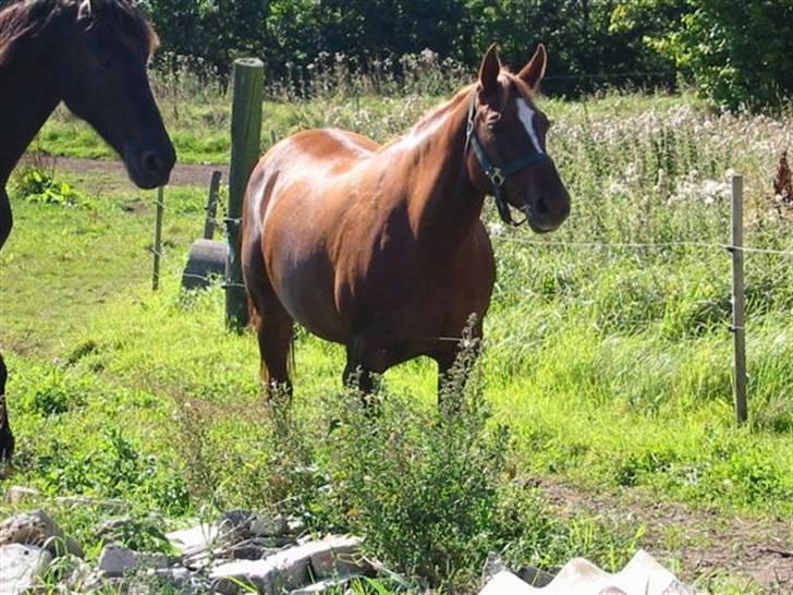 Anden særlig race Cassiopia (rider ikk mer) - Hun skulle have føl men vi tror hun tabte det på folden så har aldri set det=.( billede 3