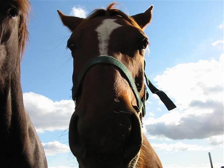 Anden særlig race Cassiopia (rider ikk mer) billede 4