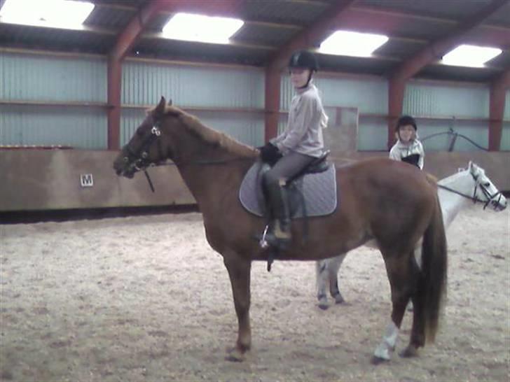 Anden særlig race Cassiopia (rider ikk mer) billede 5