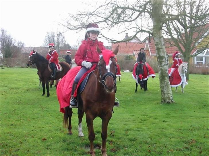 Anden særlig race Cassiopia (rider ikk mer) billede 10