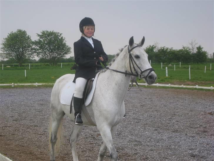 Anden særlig race Triton billede 2