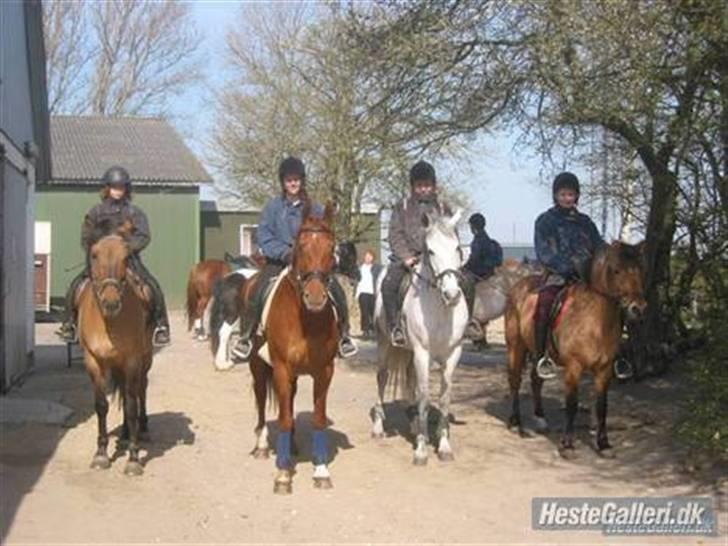 Anden særlig race Triton billede 5