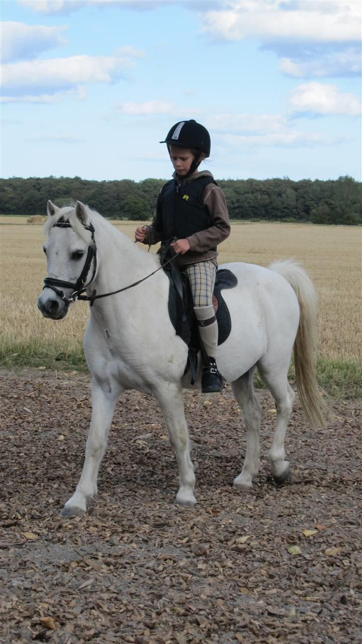 Welsh Mountain (sec A) Ræveskiftets Jock (Duke) - 9. en jeg underviser billede 9