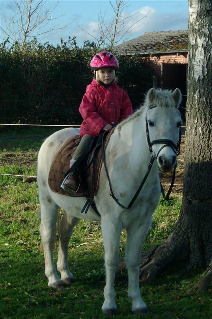 Welsh Mountain (sec A) Ræveskiftets Jock (Duke) - 13. jah...børn er bare lige ham!...hun er kun 4år! 17-Okt-2008 billede 13