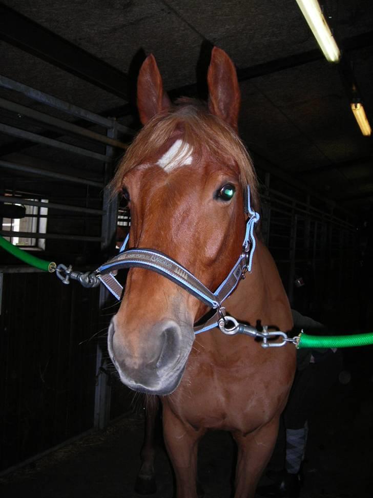 Anden særlig race Diamond [R.I.P] - Diamond på staldgangen :) billede 19