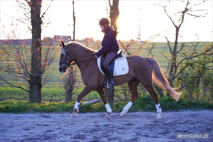 Anden særlig race Malhøj's Prinsess[Tidl. hest] - *NYT* Min sidste dag hvor Princess hva min:) billede 19