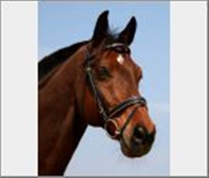 Dansk Varmblod Leroux   RIP  billede 1