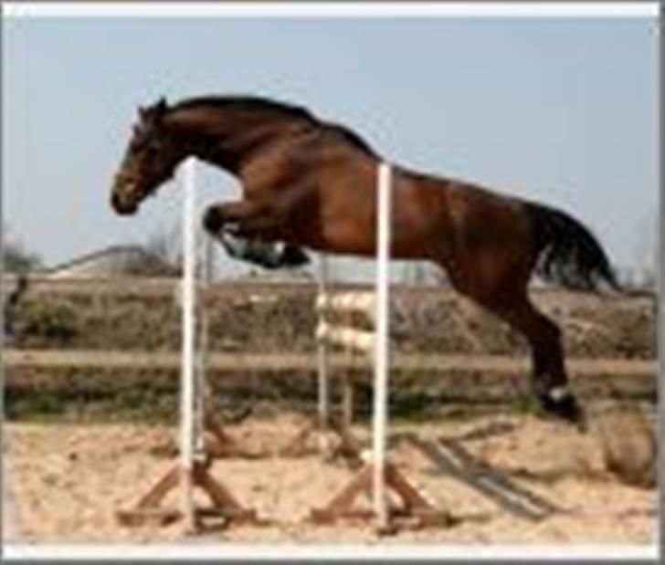 Dansk Varmblod Leroux   RIP  billede 2