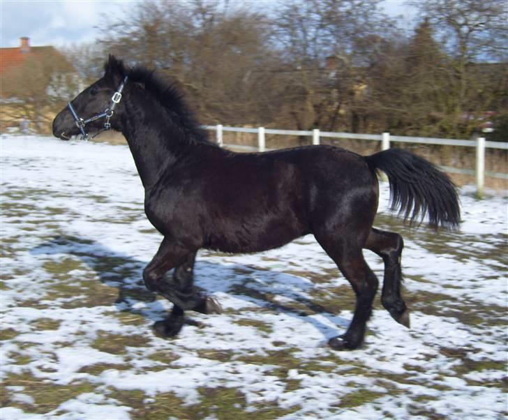 Anden særlig race *Jacques Nobest* SOLGT: ( billede 9