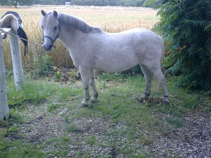 Welsh Mountain (sec A) Lo-pré Blue billede 1