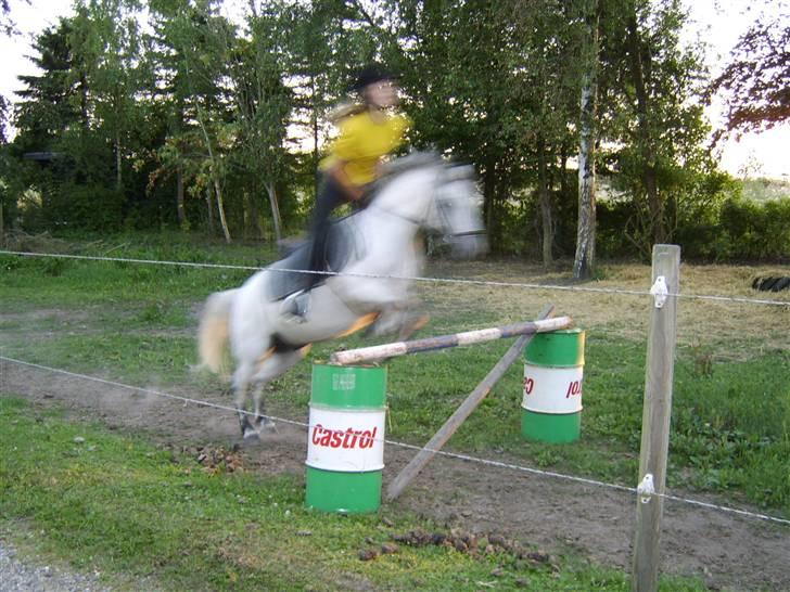 Welsh Mountain (sec A) Lo-pré Blue billede 2