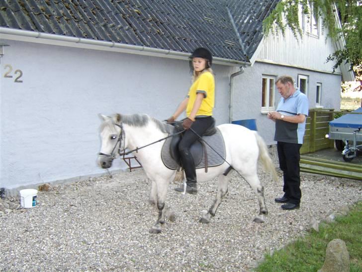 Welsh Mountain (sec A) Lo-pré Blue billede 3