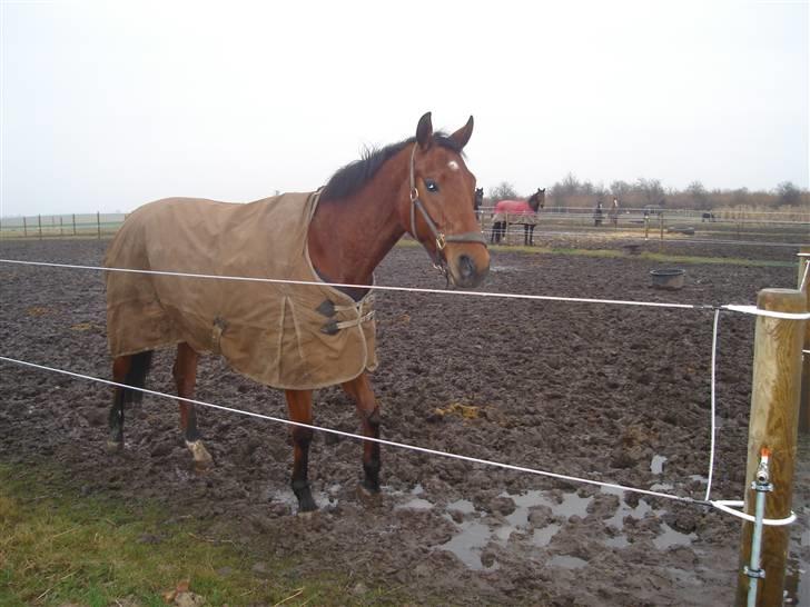 Hannoveraner Mogli  - på Fold billede 3