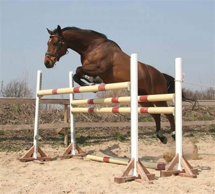 Dansk Varmblod Leroux   RIP  billede 3