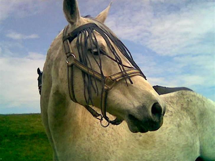 Anden særlig race Tulle * R.I.P.* - Velkommen til Tulles profil :-) billede 1