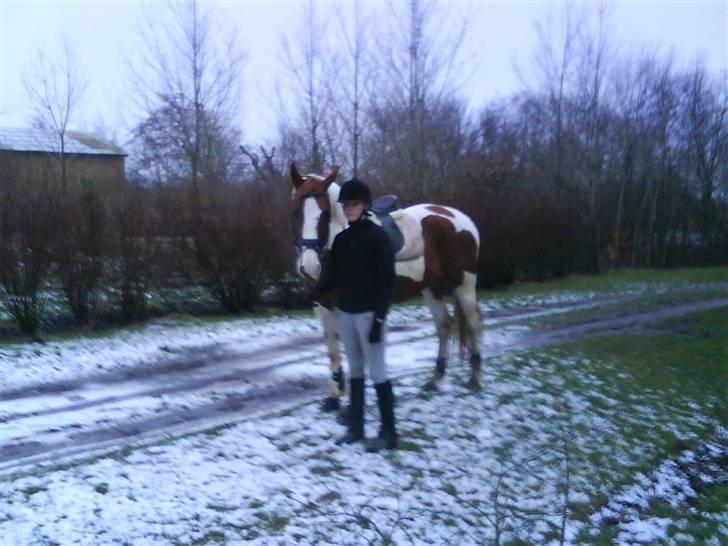 Pinto Induc R.I.P /';  billede 15